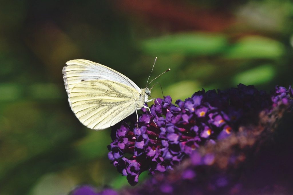 butterfly, flowers, insect