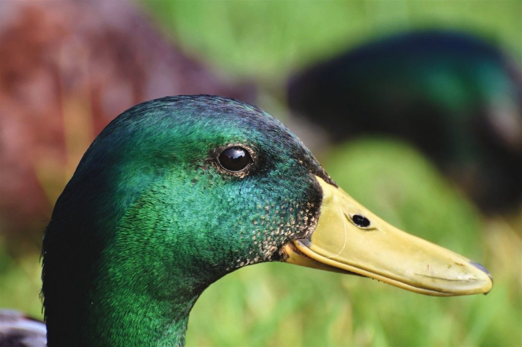 mallard, duck, head