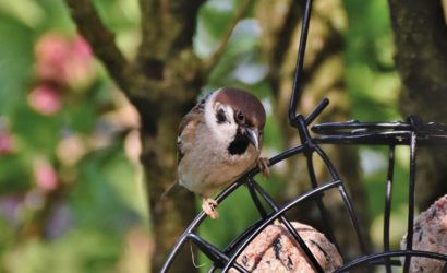 sparrow-sperling-bird